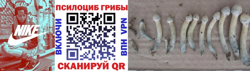 Галлюциногенные грибы Cubensis  Сальск 